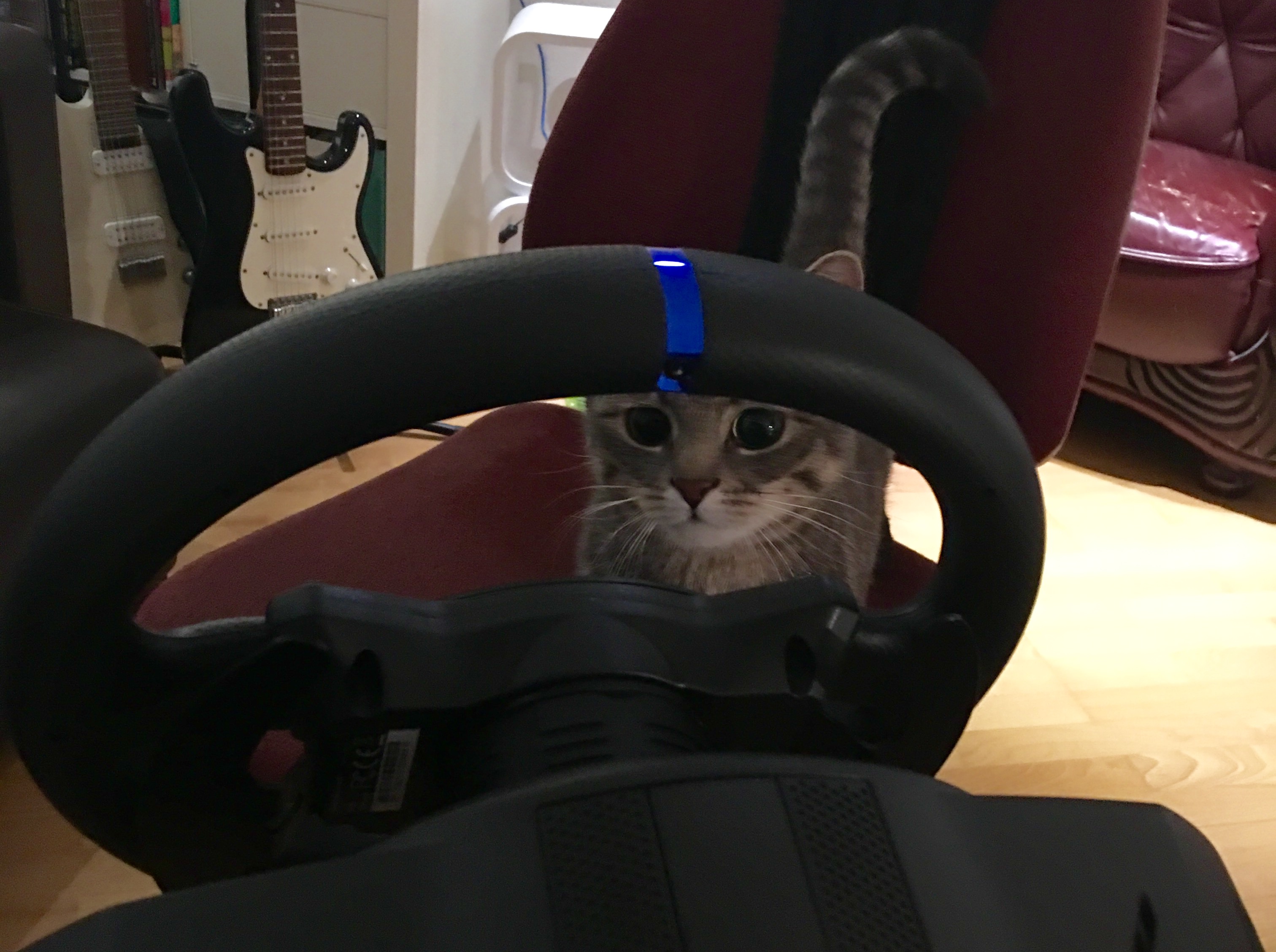 My cat mimi admiring the racing wheel